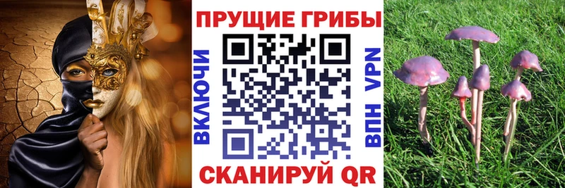 Галлюциногенные грибы Psilocybe Белогорск