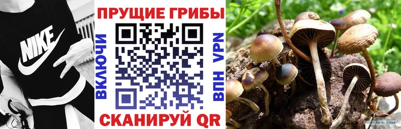 Галлюциногенные грибы Psilocybe Белогорск